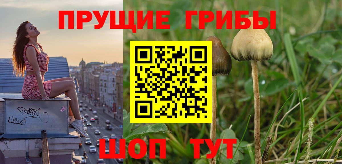 Псилоцибиновые грибы Psilocybe  Вход с VPN  Нефтекумск 
